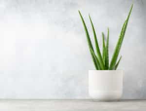 Bathroom Plants - Aloe Vera