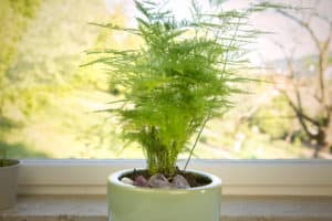 Bathroom Plants - Asparagus Fern
