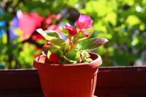 Bathroom Plants - Begonia Flower