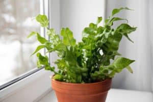 Bathroom Plants - Bird's Nest Fern