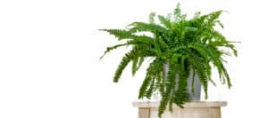 Bathroom Plants - Boston Fern