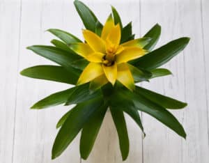 Bathroom Plants - Bromeliads