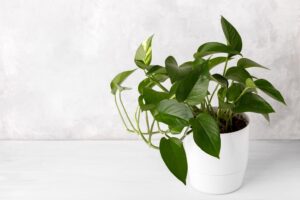 Bathroom Plants - Devils Ivy