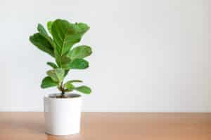 Bathroom Plants - Fiddle Fig