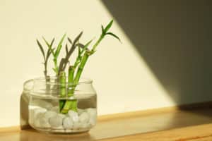 Bathroom Plants - Lucky Bamboo
