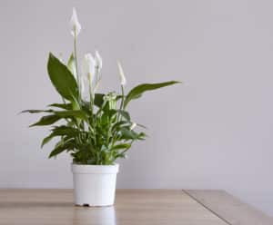 Bathroom Plants - Peace Lily