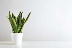 Bathroom Plants - Dracaena Trifasciata