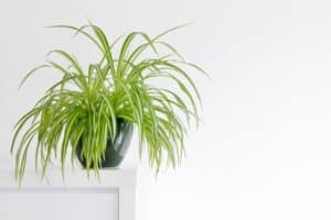Bathroom Plants - Spider Plant